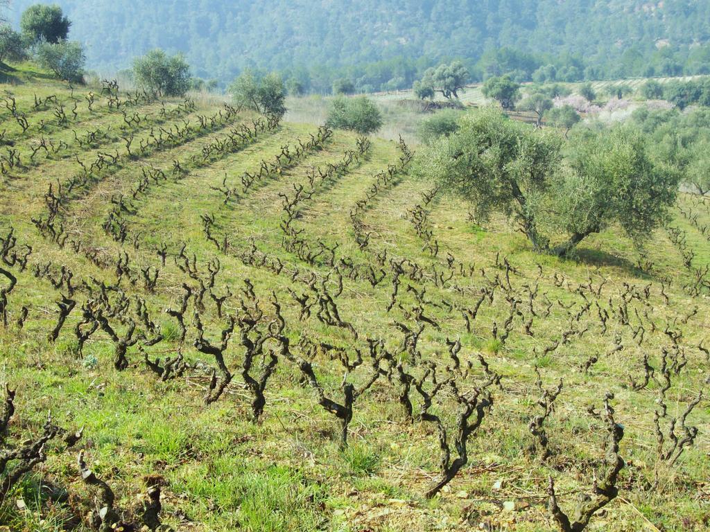 Vila Mas Figueres Marsá Exteriér fotografie